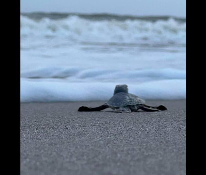 Cocoa, Beach House Bagian luar foto